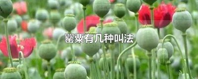 ​罂粟有几种叫法图片 罂粟有几种叫法图解