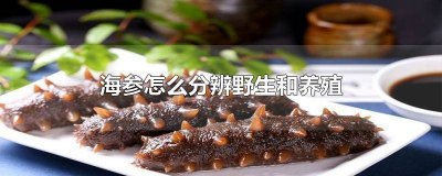 ​怎么辨别野生海参和养殖海参的区别 怎么辨别野生海参和养殖海参图片