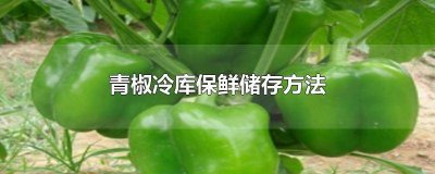 ​青椒冷库保鲜储存方法半年 青椒冷库保鲜储存方法视频