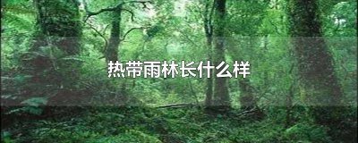 ​热带雨林长什么样 热带雨林长什么样子环境描写