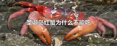 ​圣诞岛的椰子蟹为什么不能吃 红蟹哪里不能吃