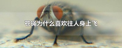 ​苍蝇会飞到人身上吗 苍蝇为什么爱往人身上飞