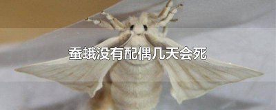 ​蚕蛾几天会死亡 雌蚕蛾能活几天