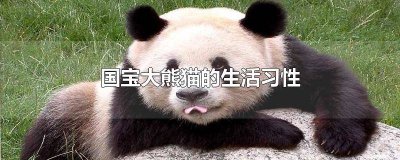 ​国宝大熊猫的范文怎么写 国宝大熊猫的范文300字