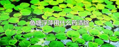 ​鱼塘浮萍草用什么药可以除掉 鱼塘浮萍如何快速清除