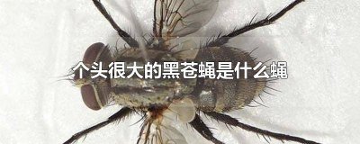 ​比苍蝇小又像苍蝇黑色 比苍蝇还大的昆虫 黑黑的