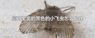 ​厕所里面的黑色的小飞虫怎么处理