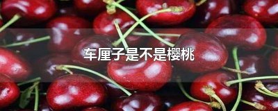 ​车厘子是不是樱桃的果实呢 车厘子是不是樱桃的果实呀