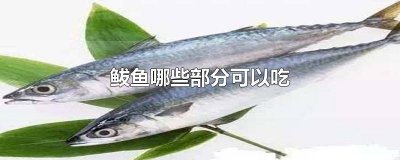 ​大鲅鱼里面的东西能吃吗 鲅鱼肚子里哪些能吃