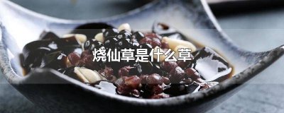 ​烧仙草是什么样子的草 烧仙草是那种草