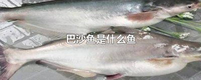​巴沙鱼是什么鱼有什么营养 巴沙鱼是什么鱼是海里的还是淡水的