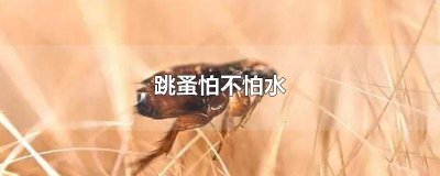​跳蚤怕雨水吗 跳蚤怕冷水吗