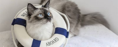 ​猫得了猫癣怎么办 怀孕母猫得猫藓怎么办