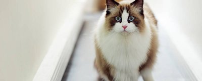 ​猫发情一般是公猫还是母猫 猫发情什么办法可以缓解