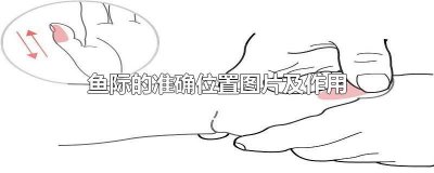 ​鱼际准确位置图和作用的准确位置图和作用 鱼际和大鱼际的位置图和作用