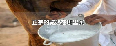 ​正宗的驼奶在哪里买价格 正宗的驼奶在哪里买电话多少