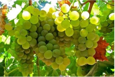 ​cahors红酒如何？cazes红酒