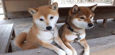 ​长不大的小型犬品种大全及名称（公认好养不拆家）