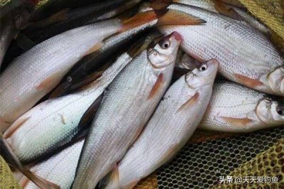 ​钓黄尾怎么调漂最有效（黄尾的钓组和用饵要如何选择）