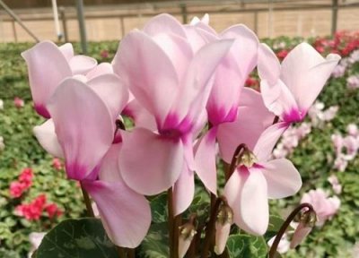 ​仙客来休眠后怎样催芽（怎么样让仙客来恢复生长）