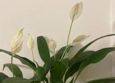 ​一帆风顺花怎么养多久浇一次水（）