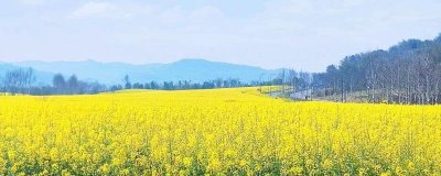 ​赏油菜花去哪儿比较好推荐