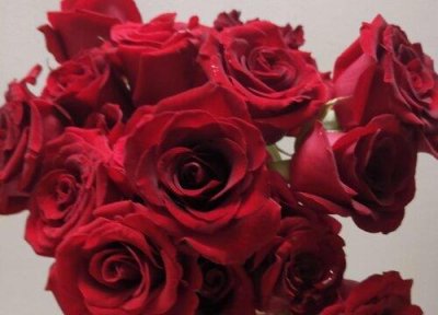 ​介绍玫瑰花的样子和特点（介绍玫瑰花的一段话）