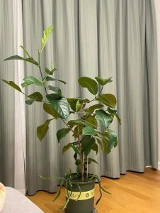 ​菠萝蜜树在北方盆栽可以吗?怎么养?