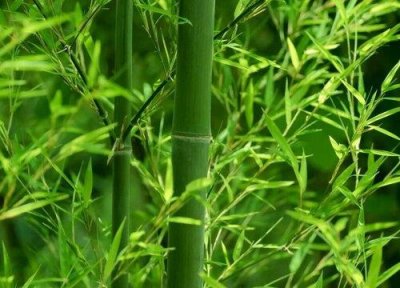 ​竹子是树还是草什么类型的植物
