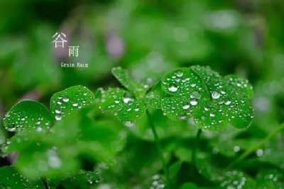 ​谷雨节气喝什么茶养生 谷雨节气的饮食禁忌