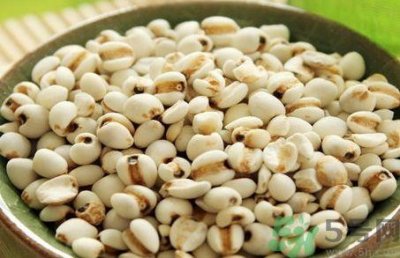​薏米是什么米?薏米是高粱米吗?
