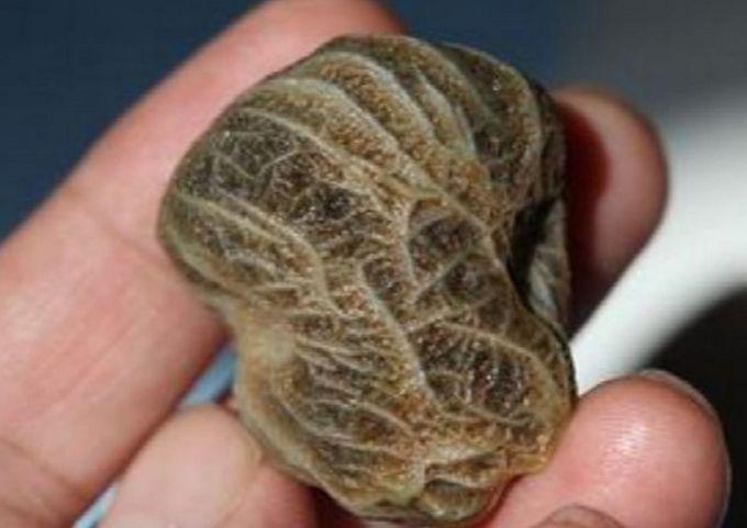 女子捡回一块布满筋脉的怪石，专家一看，羡慕不已！