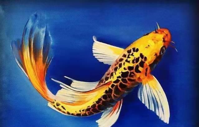 蝴蝶锦鲤和普通锦鲤，在饲养上有什么不同吗，需要注意什么问题