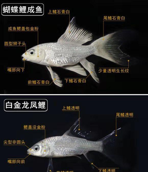 蝴蝶锦鲤和普通锦鲤，在饲养上有什么不同吗，需要注意什么问题
