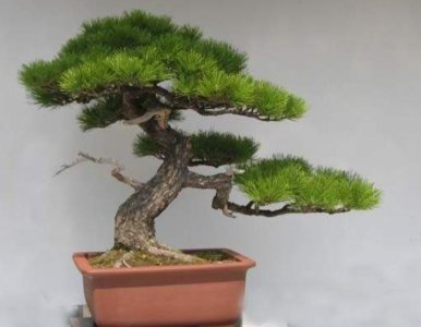 ​盆景不用买，野外4种常见树桩，做成盆景造型优美！
