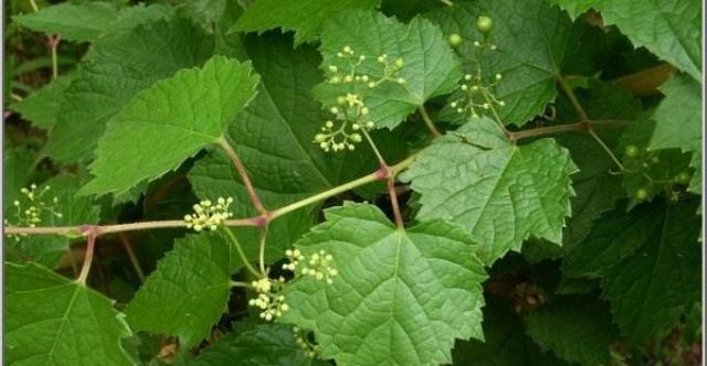 50种常见野生植物图鉴，据说农村的朋友能认识一半以上，真的吗