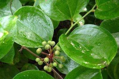 50种常见野生植物图鉴，据说农村的朋友能认识一半以上，真的吗
