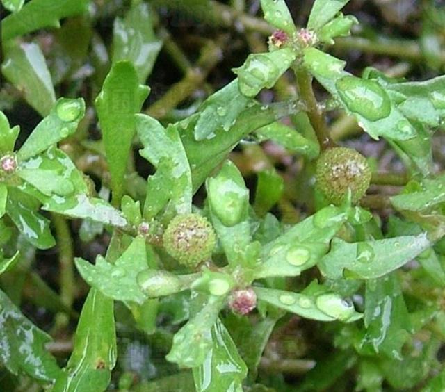 50种常见野生植物图鉴，据说农村的朋友能认识一半以上，真的吗