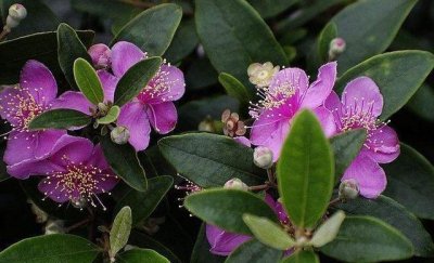 ​50种常见野生植物图鉴，据说农村的朋友能认识一半以上，真的吗