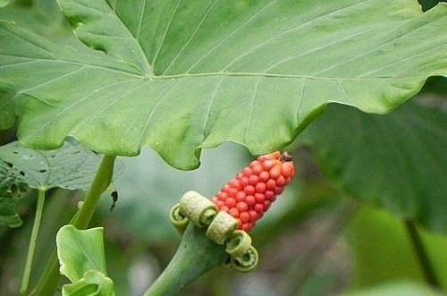 50种常见野生植物图鉴，据说农村的朋友能认识一半以上，真的吗