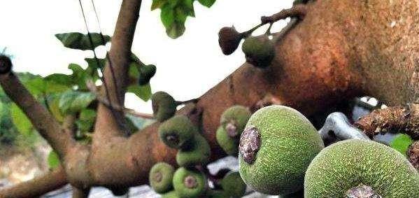 50种常见野生植物图鉴，据说农村的朋友能认识一半以上，真的吗