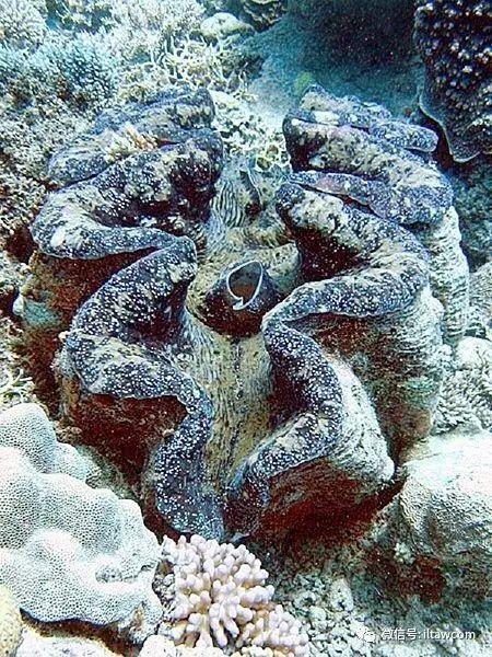 海洋世界中的10种“最大”的生物