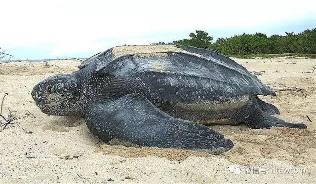 海洋世界中的10种“最大”的生物