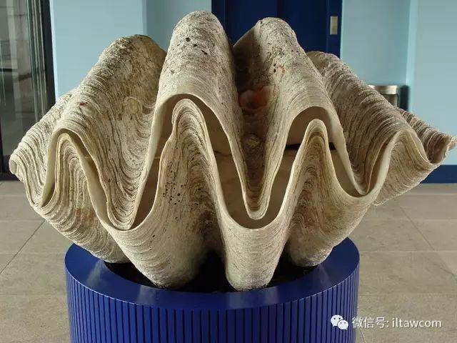 海洋世界中的10种“最大”的生物