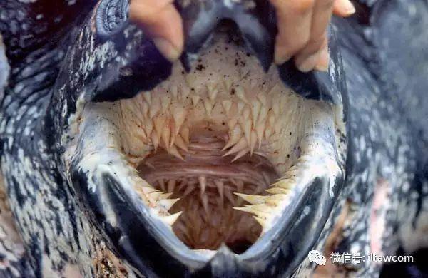 海洋世界中的10种“最大”的生物