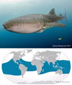 ​海洋世界中的10种“最大”的生物