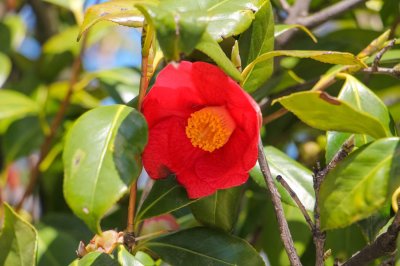 ​记住这5点，茶花疯狂冒花苞，开花碗口大！