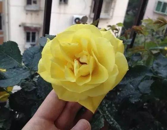 80种月季赏图大全，每一种都让人心醉，见过这么多种的都是大神！