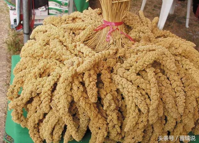 小米焖饭、小米米汤……晋城关于小米多种吃法!