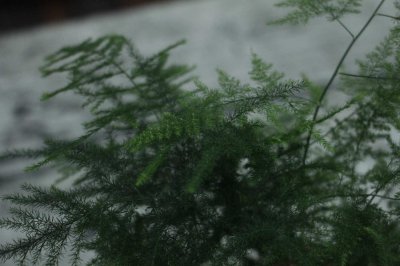 ​文竹盆景的制作方法